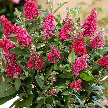KOMULE DAVIDOVA ´BUTTERFLY CANDY´® LITTLE RUBY kont. 2L