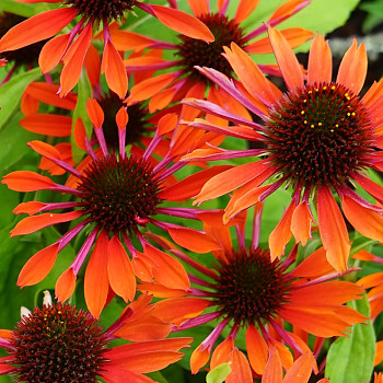 TŘAPATKA ´ORANGE PEARL´ ko 1,3L