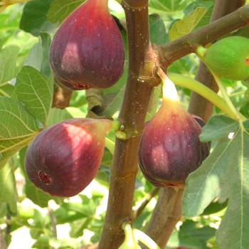 FÍKOVNÍK ´OSBORN PROLIFIC´ kont. 2,5L