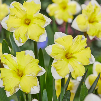 NARCIS ´CASSATA´ kont. 2L