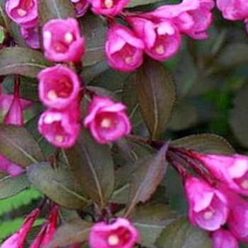 VAJGÉLIE ´PURPUREA´