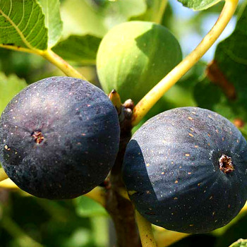 FÍKOVNÍK ´BROGIOTTO NERO´ kont. 2L