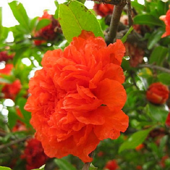 GRANÁTOVÉ JABLKO ´PLENIFLORA´