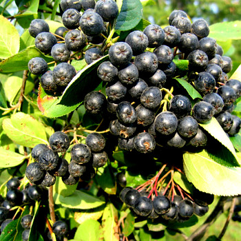 ARONIE - JEŘÁB ´PROFESSOR ED´ - KEŘ  kont. 3L