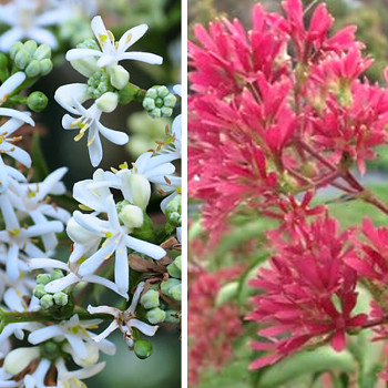 HEPTAKODIUM JASMÍNOVITÉ 80cm kont. 3L