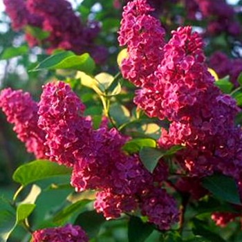 KEŘOVÝ ŠEŘÍK ´CHARLES JOLY´ kont. 4L