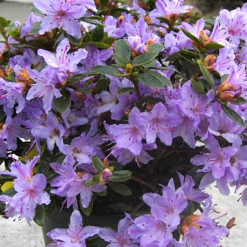 JAPONSKÁ AZALKA XXL ´MOERHEIM´ 