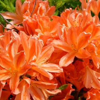 AZALKA XXL ´SPEK´S ORANGE´ kont. 2L