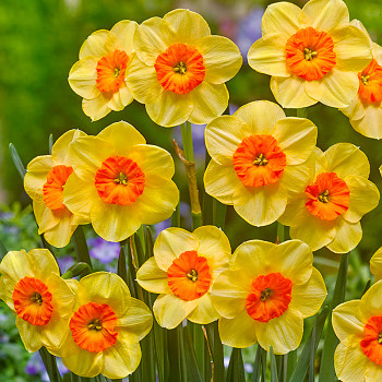 NARCIS ´KEDRON´ kont. 2L