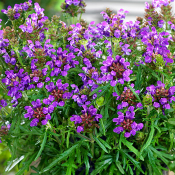 ČERNOHLÁVEK VELKOKVĚTÝ ´BELLA VIOLET BLUE´