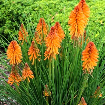 KLEOPATŘINA JEHLA ´POCO ORANGE´	