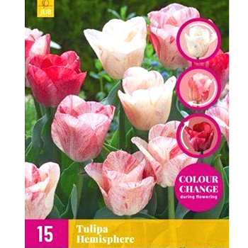 TULIPÁN ´HEMISPHERE´ kont. 2L