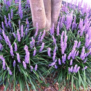MODŘENEC PODZIMNÍ ´ROYAL PURPLE´ kont. 2L	