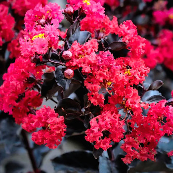 LAGERSTROÉMIE ´CRIMSON RED´ ko 3L
