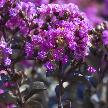 LAGERSTROÉMIE ´PURELY PURPLE´ kont. 3L