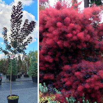 RUJ VLASATÁ ´ROYAL PURPLE´ kmínek  90cm kont. 5L