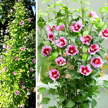 IBIŠEK SYRSKÝ ´FLOWER TOWER PURPLE´® kmínek 60cm