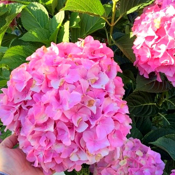 HORTENZIE ´BELLE SEDUCTION´ kont. 4L