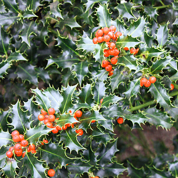 CESMÍNA ´ALASKA´ kont. 2,5L samice