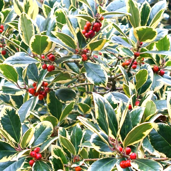 CESMÍNA ´GOLDEN KING´ kont. 2,5L