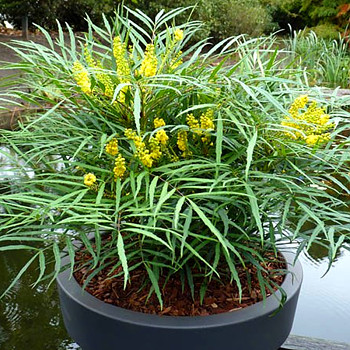 MAHÓNIE ´SOFT CARESS®´ kont. 2,5L