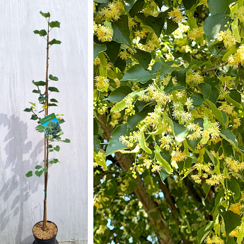 LÍPA SRDČITÁ (malolistá) kont. 5L výška 170cm