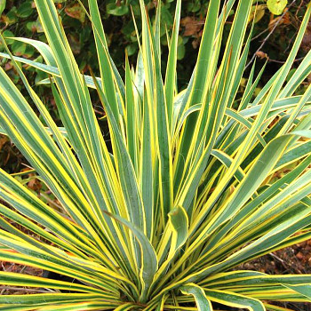 JUKA VLÁKNITÁ ´BRIGHT EDGE´ kont. 2,5L