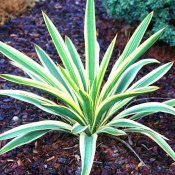 JUKA VLÁKNITÁ ´IVORY TOWER´ kont. 2,5L