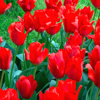 TULIPÁN ´KINGSBLOOD´