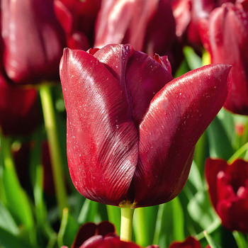 TULIPÁN ´MASCARA´ kont. 2L