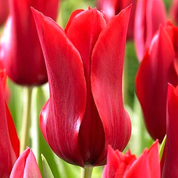 TULIPÁN ´PIETER DE LEUR´