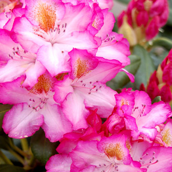 RHODODENDRON  ´JUNIFEE´® kont. 2litry