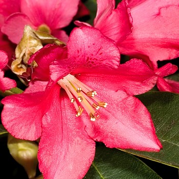 RHODODENDRON ´BRISANZ´ kont. 2litry