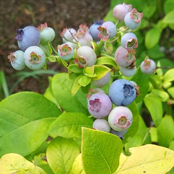 /TŘÍLETÁ/ KANADSKÁ BORŮVKA ´YELLOWBERRY BLUE´kont. 2litry