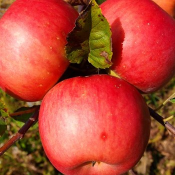 JABLOŇ RUBINSTEP - Podnož M26 