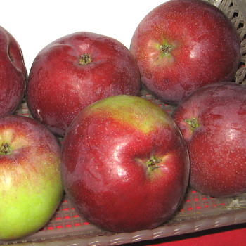 JABLOŇ ´VYSOČINA´ - Podnož M26