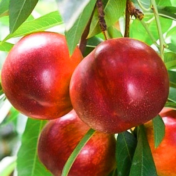 NEKTARINKA CRIMSON GOLD - Podnož St.Julien