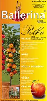 SLOUPOVÁ JABLOŇ POLKA 