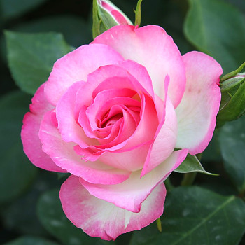 RŮŽE STROMKOVÁ ´BORDURE ROSE´- výška kmínku 110 cm