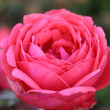 RŮŽE STROMKOVÁ ´GARTENPRINZESSIN MARIE JOSÉ´- výška kmínku 110 cm