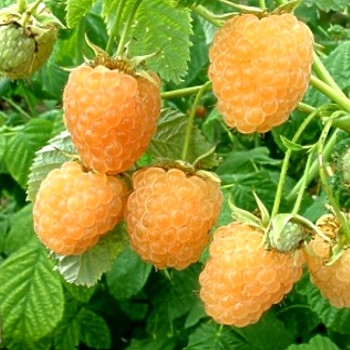 MALINÍK FALLGOLD XXL - Stáleplodící  kont. 4L  80 -100 cm