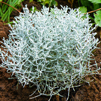 DRÁTOVEC ´SILVERBUSH´