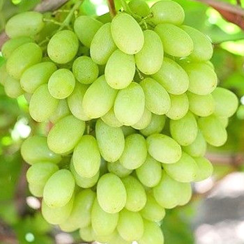 RÉVA BÍLÁ ´REGAL SEEDLESS´ Bezsemenná  kont. 2L