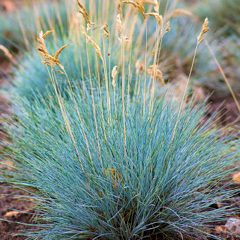 KOSTŘAVA POPELAVÁ ´ELIJAH BLUE´