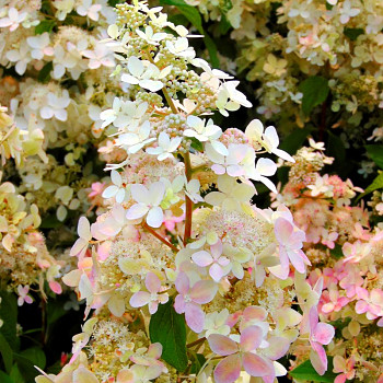 HORTENZIE LATNATÁ ´CONFETTI´ ko 4L