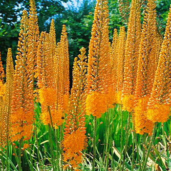 LILIOCHVOSTEC ´CLEOPATRA´