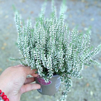VŘES OBECNÝ ´GARDENGIRLS WHITE´ ko 1,1L