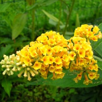 KOMULE WEYEROVA ´SUNGOLD´ ko 2L