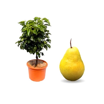 BALKONOVÁ HRUŠEŇ PODZIMNÍ - ŽLUTÁ