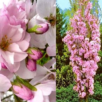 SAKURA SLOUPOVÁ - AMANOGAWA kont. 5L